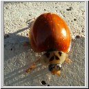 Harmonia axyridis - Asiatischer Marienkaefer 25.jpg
